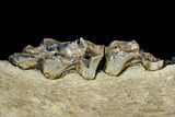 Irish Elk Jaw Section - Pleistocene, Germany #123491-3